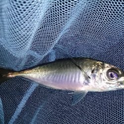 久しぶりのアジ