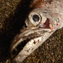 太刀魚釣り納め