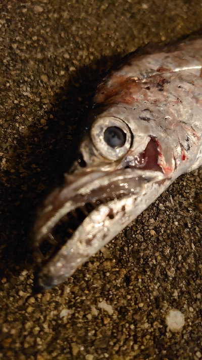 太刀魚釣り納め
