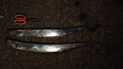 どじょうてんや