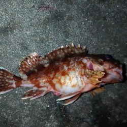 久しぶりの青イソメでのちょい投げ釣り