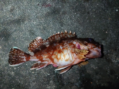 久しぶりの青イソメでのちょい投げ釣り