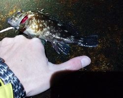 ロックフィッシュゲーム