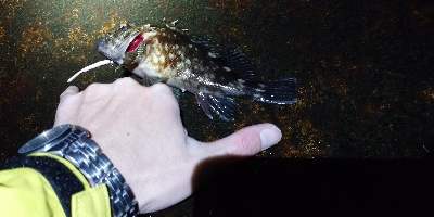 ロックフィッシュゲーム