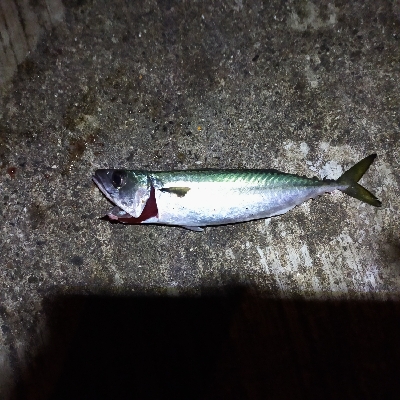大サバ釣行 渋い渋い