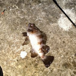 アジ終わりか…。