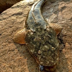 ヒラメ狙いでマゴチが釣れました