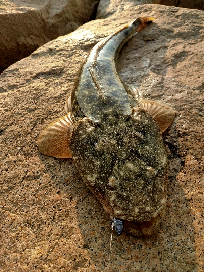 ヒラメ狙いでマゴチが釣れました