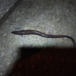 大サバ不発、代わりにデカアナゴ