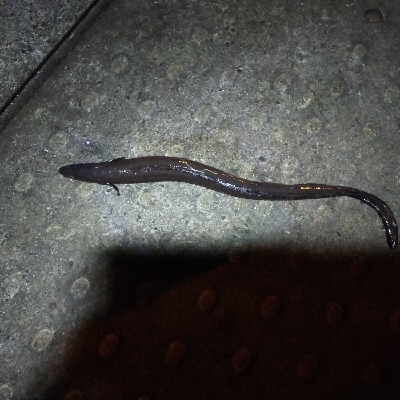 大サバ不発、代わりにデカアナゴ