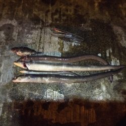 狙い通り　デカアナゴ