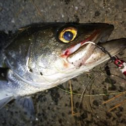 夕マズメ日没直後にシーバス