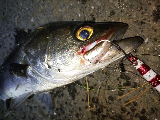 夕マズメ日没直後にシーバス