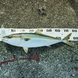 ギリメジ!ブリいった思たのに!