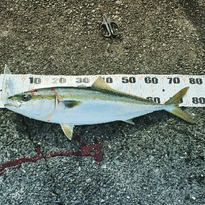 ギリメジ!ブリいった思たのに!