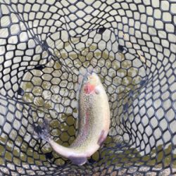 過酷なトラウト