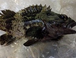 足元メバリング