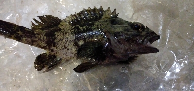 足元メバリング