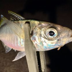 今日は夕まずめから！