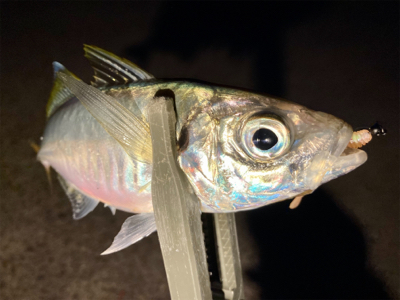 今日は夕まずめから！