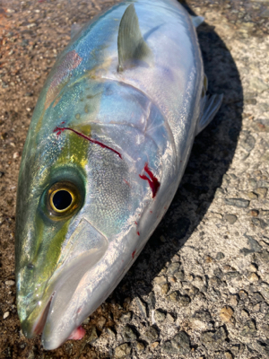 ハマチ！サゴシ！2021ライトゲーム第38戦