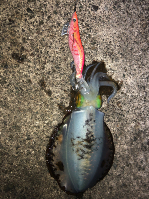 ラストエギング