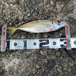 今期初尺アジ！