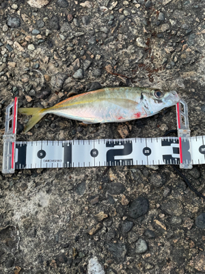 今期初尺アジ！