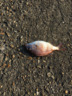 内向きも外向きも満足の釣果！