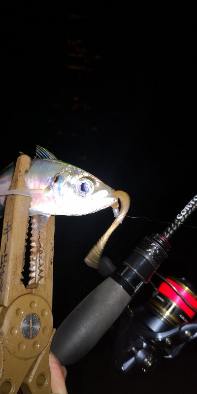 アジング練習338 鯵と神頭烏賊