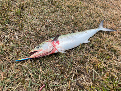 ナブラを追って