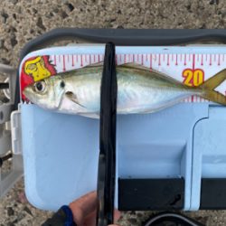 朝マズメチャレンジ