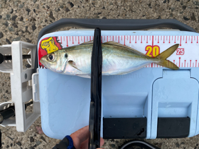 朝マズメチャレンジ