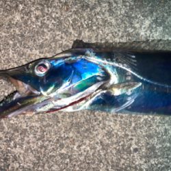 タチウオ！ハマチ！2021ライトゲーム第39戦