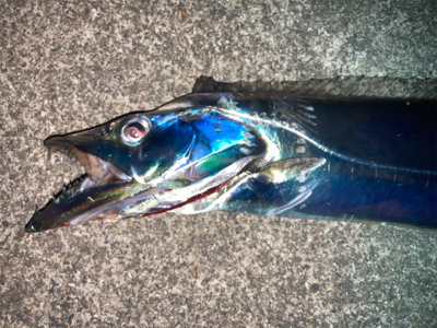 タチウオ！ハマチ！2021ライトゲーム第3…