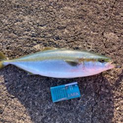 ハマチ一本だけ