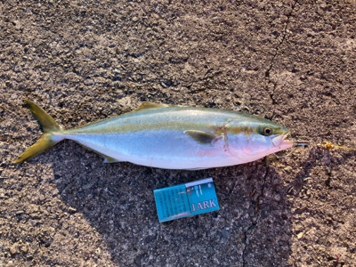 ハマチ一本だけ