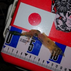 アジング練習339   神頭烏賊