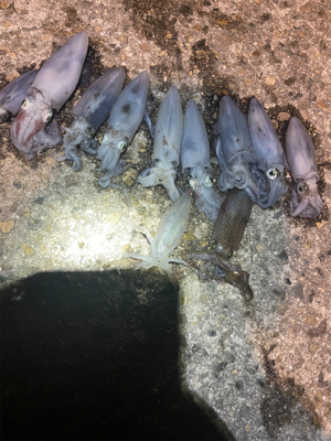 ヒイカエギング