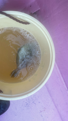 初カワハギ 鱗付完了