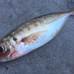 タチウオ✖️、…