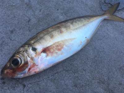 タチウオ✖️、…