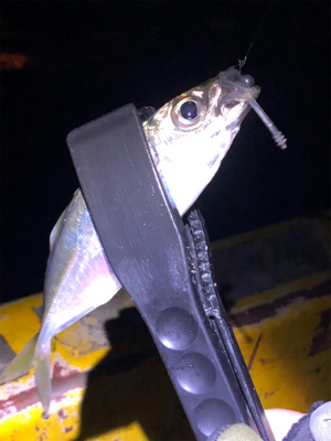 強風、極寒でした