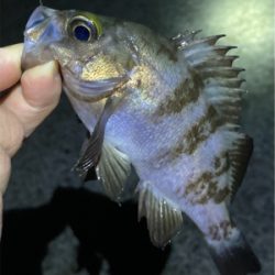 メバル時々ガシラ