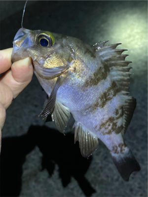 メバル時々ガシラ