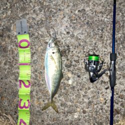 青物の引きでした