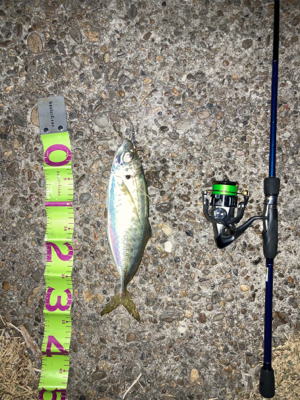 青物の引きでした