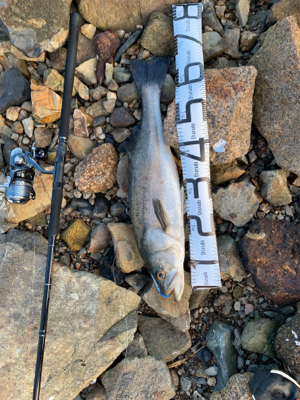 欲しいのはキミではないのよ