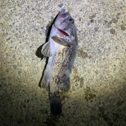 アジングのはずが