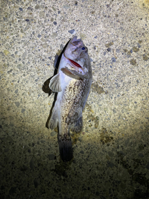 アジングのはずが